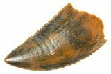 Serrated Raptor Tooth - Real Dinosaur Tooth #364735-1